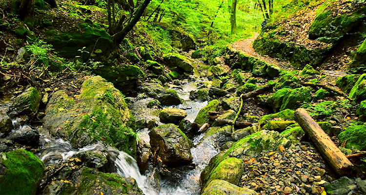 ロックガーデン